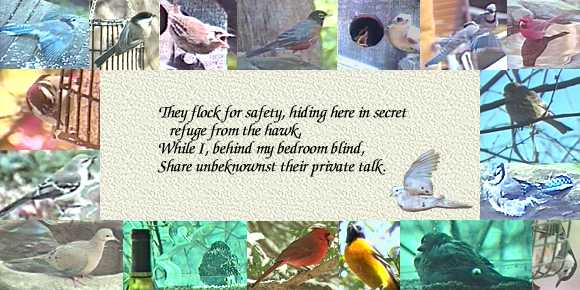 They flock for safety, hiding here in secret refuge from the hawk, while I, behind my
bedroom blind, share unbeknownst their private talk.