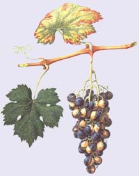 Gold-purple grapes