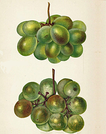 green raisin grapes