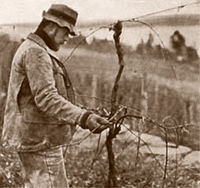 pruning by hand