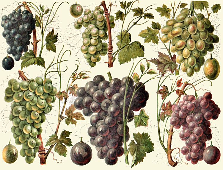 6 types of grapes