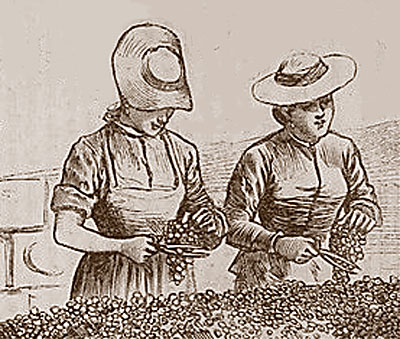 women clipping off bad grapes
